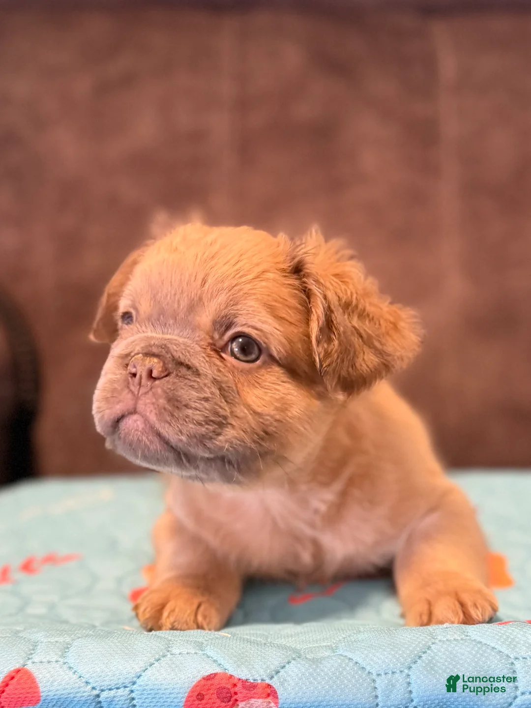 French Bulldog dogs for sale: French Bulldog Puppy 1 - Ad 2