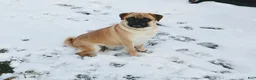 Pug dogs for sale: Chestnut -male- - Ad 6