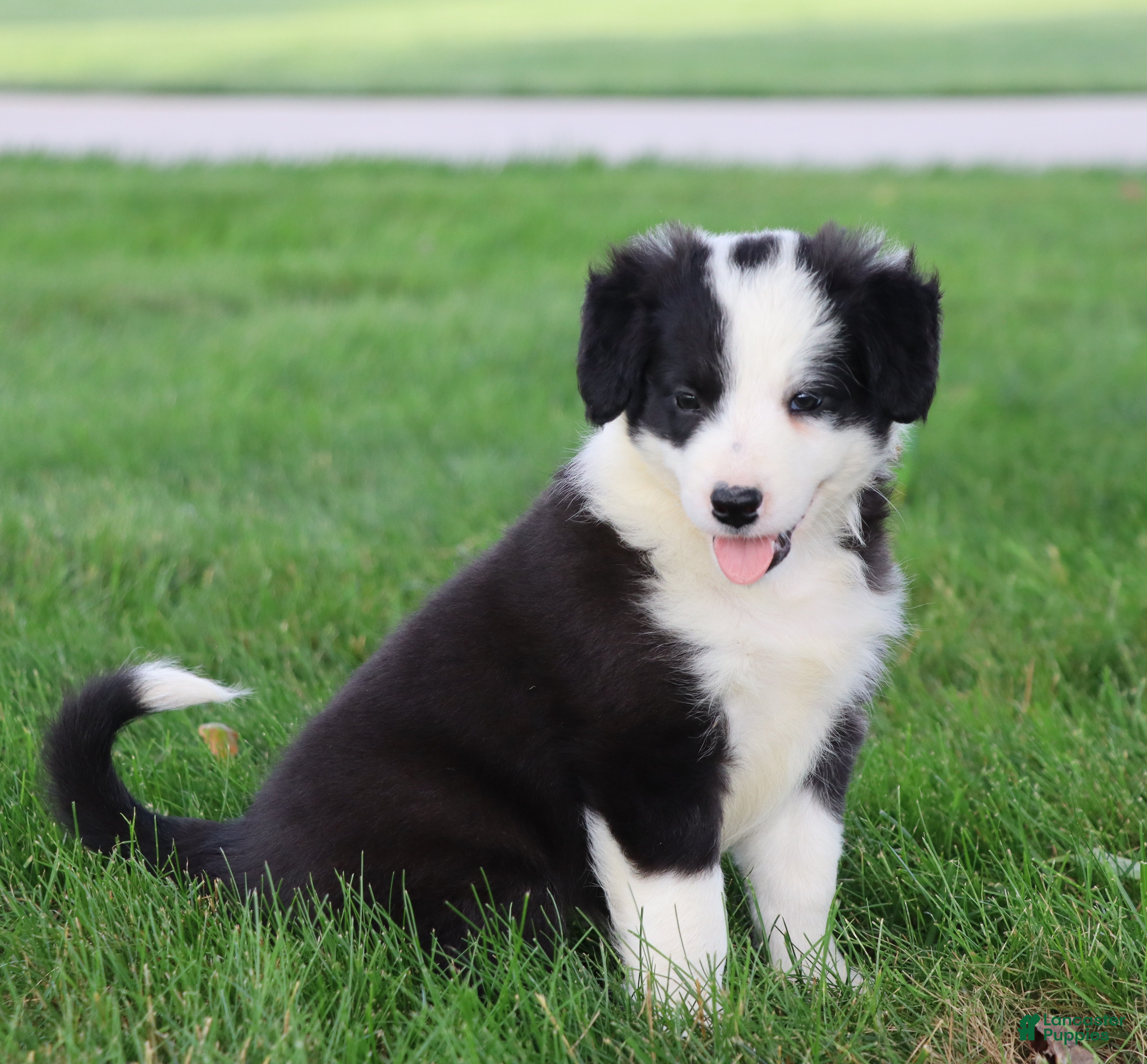 Border Collie dogs Lainey - Ad 1