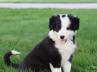 Border Collie dogs for sale: Lainey - Ad 4