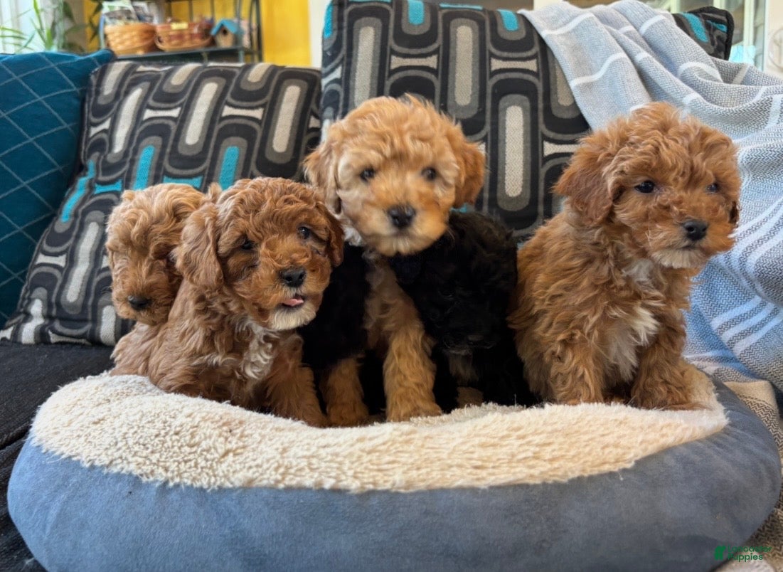 Cavapoo dogs Billy - Ad 2