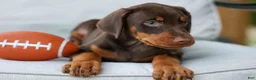 Doberman Pinscher dogs for sale:  Griffin 🐶 - Ad 16