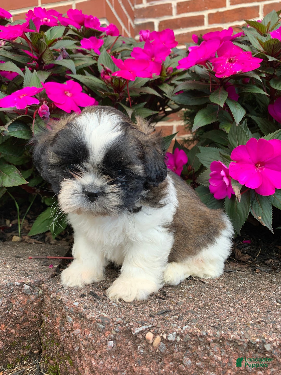 Shih Tzu dogs for sale: Archie - Ad 5