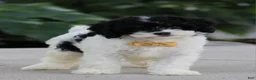 Cavapoo dogs for sale: Brice - Ad 4