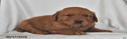Golden Retriever dogs for sale: Cody - Ad 2