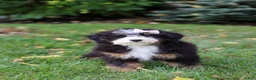 Mini Bernedoodle dogs for sale: Claire - Ad 7
