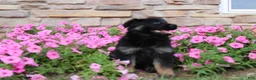 German Shepherd dogs for sale: Haven - Ad 9