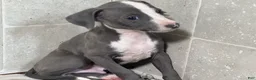 Italian Greyhound dogs for sale: Woody - Ad 7