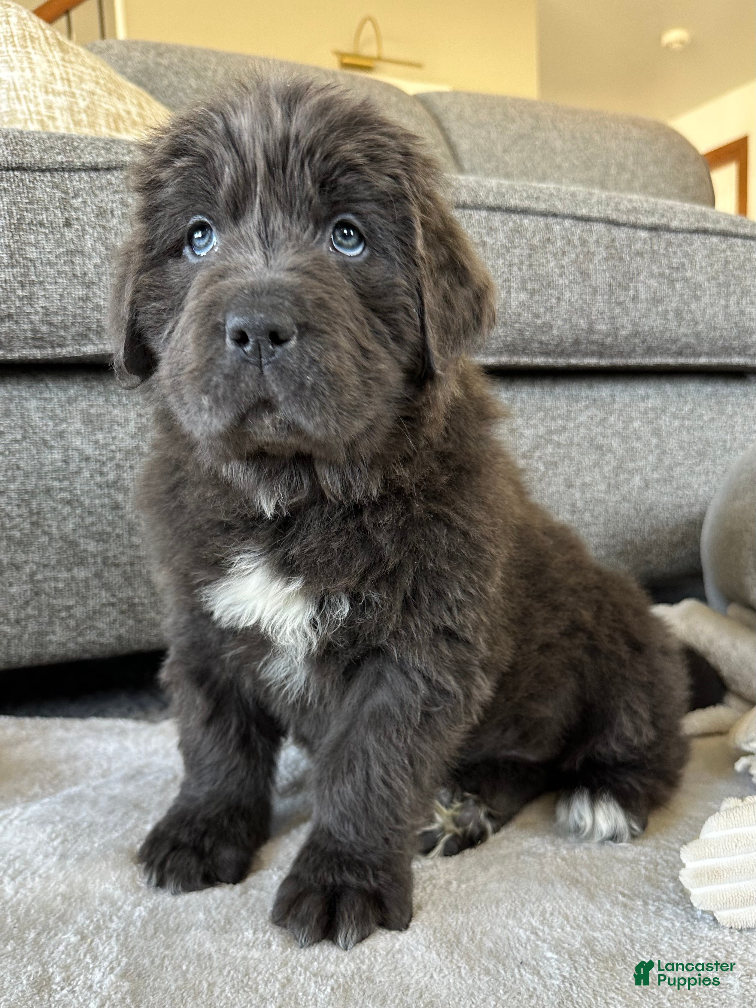 Newfoundland dogs OFA, AKC, CH “ Tessa”  - Ad 2