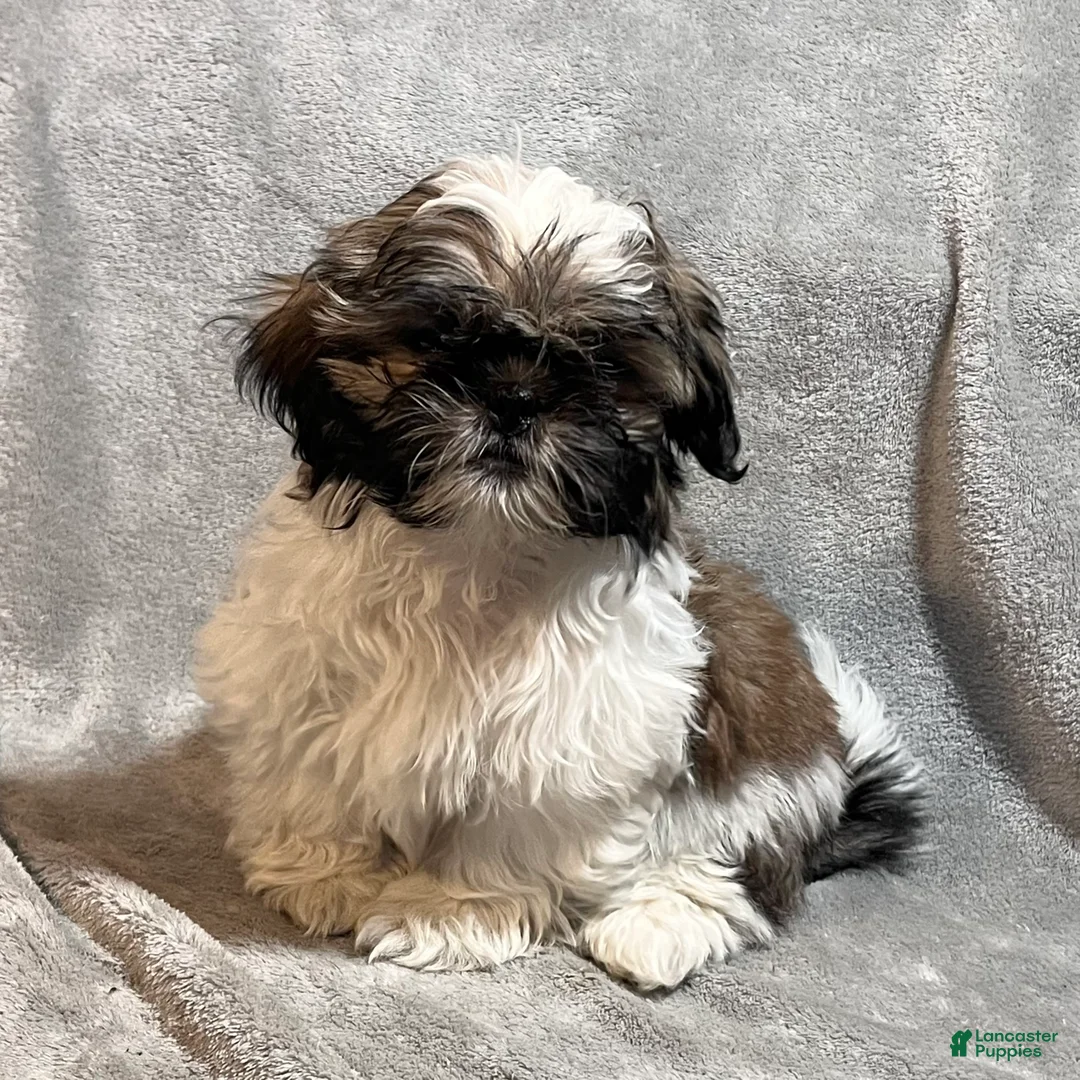 Shih Tzu dogs for sale: Markus - Ad 1