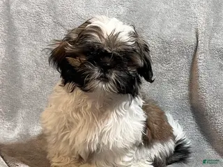 Shih Tzu dogs Markus - Ad 32