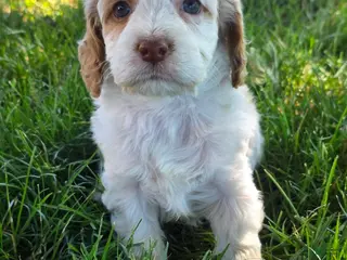 Cockapoo dogs Girl-3 - Ad 19