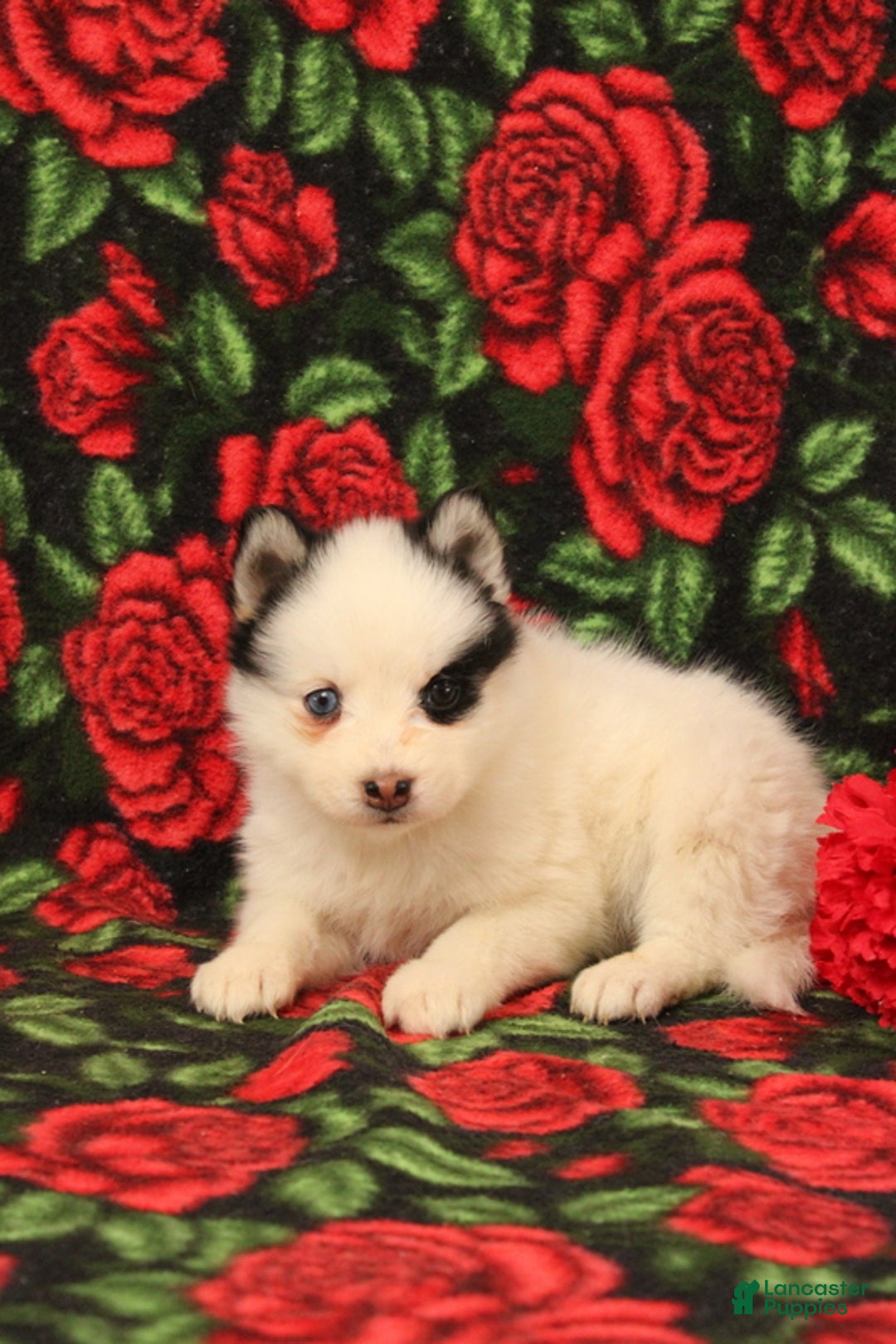 Pomsky dogs for sale: Dasiy - Ad 3