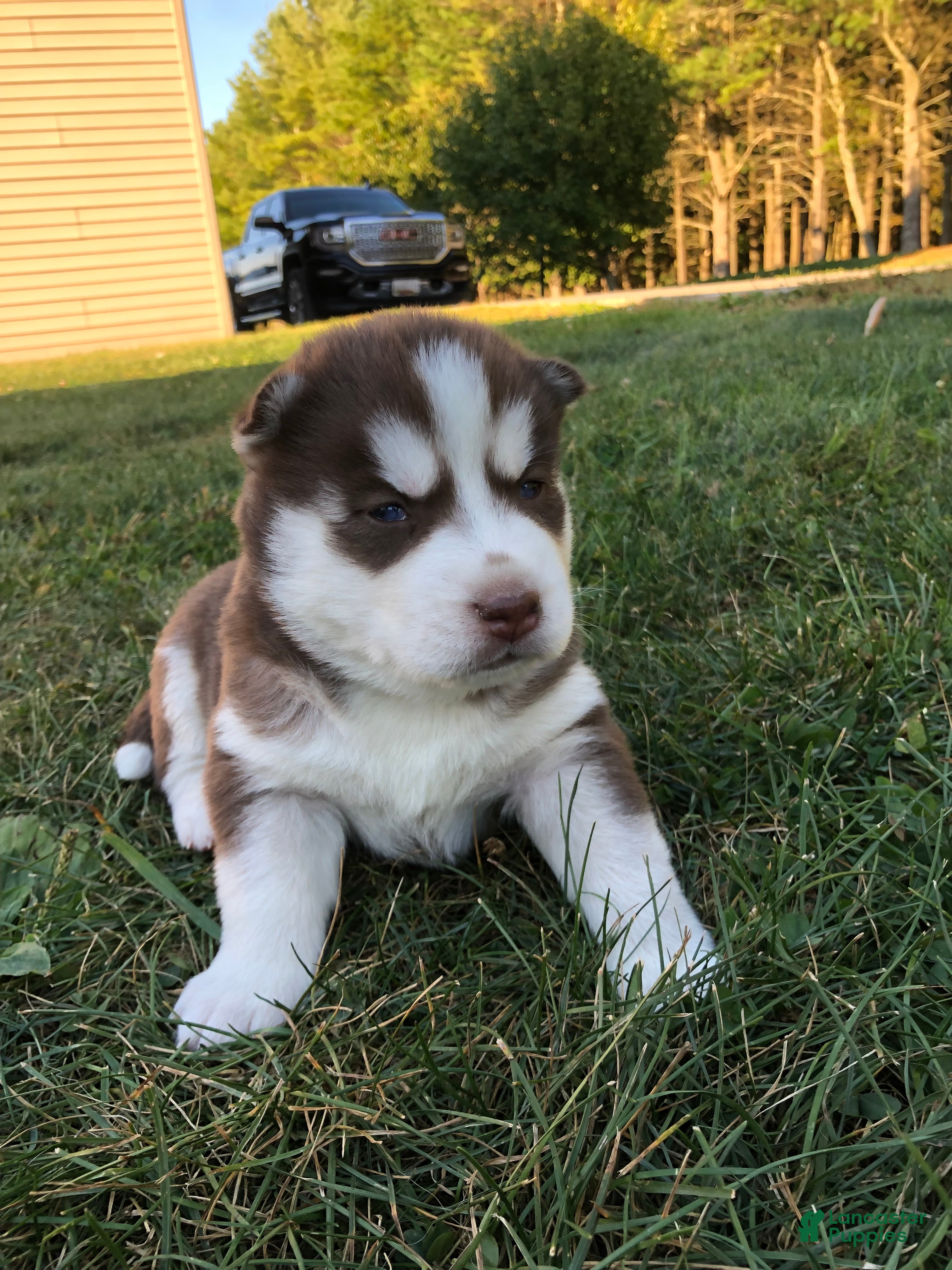 Red Akbash Husky Mix Great Pyrenees German Shepherd Husky Mix