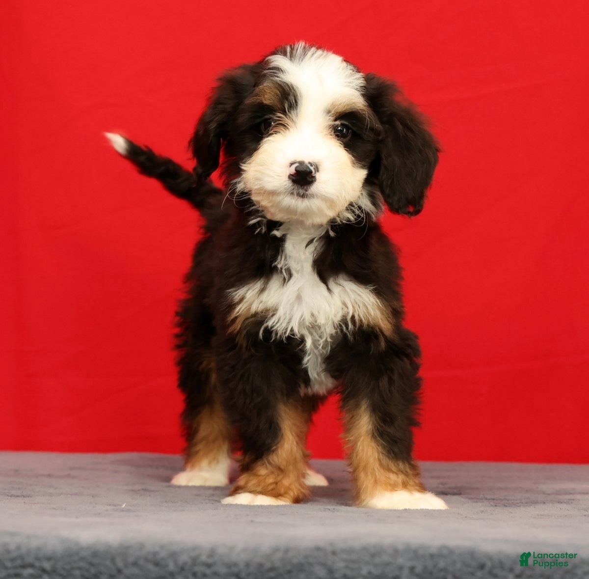 Mini Bernedoodle dogs Stella - Ad 2