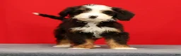 Mini Bernedoodle dogs for sale: Stella - Ad 2