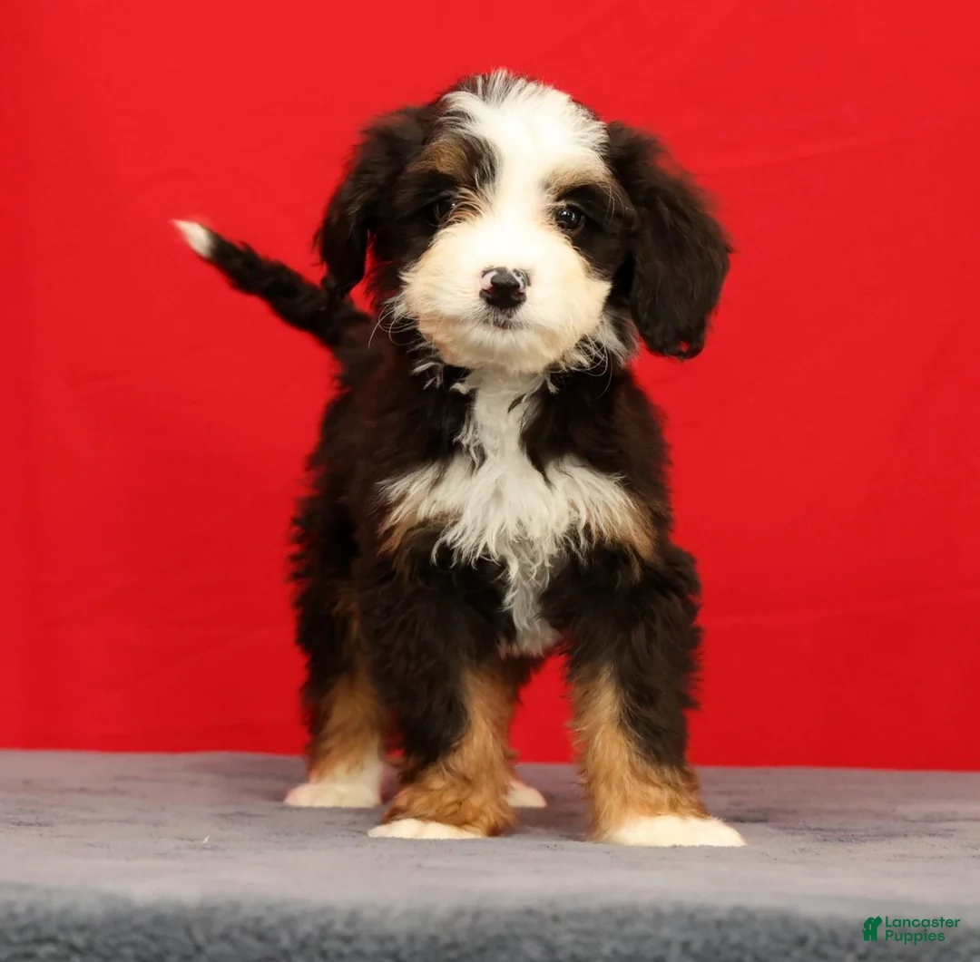 Mini Bernedoodle dogs for sale: Stella - Ad 2