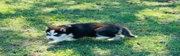 Siberian Husky dogs for sale: Valerie - Ad 8