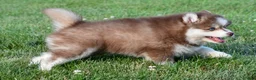 Pomsky dogs for sale: Prince - Ad 4