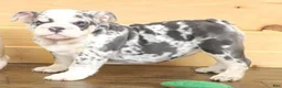 English Bulldog dogs for sale: TINA - BLUE MERLE - Ad 2