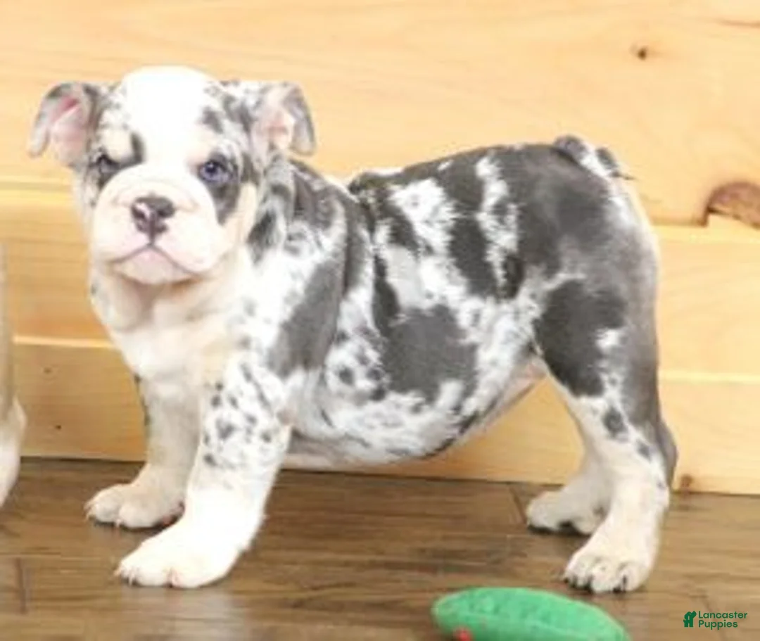 English Bulldog dogs for sale: TINA - BLUE MERLE - Ad 2
