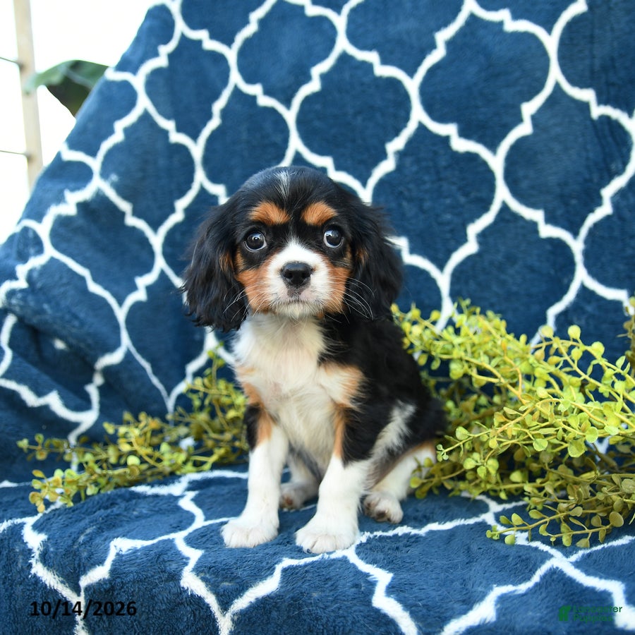 Cavalier King Charles Spaniel dogs Cookies and Cream - Ad 2