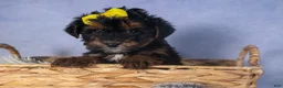 Yorkiepoo dogs for sale: JUDY - Ad 4