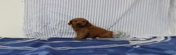 Mini Goldendoodle dogs for sale: Maple - Ad 1