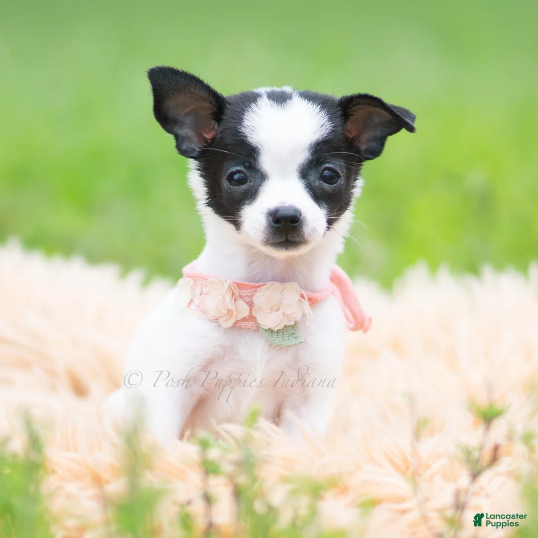 Chihuahua dogs for sale: Chickie - Ad 8