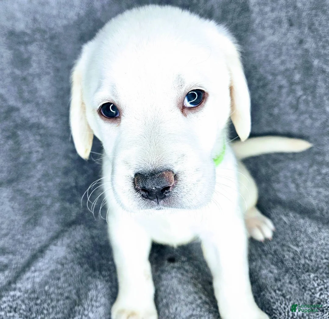 Labrador Retriever dogs for sale: Lilly - Ad 3