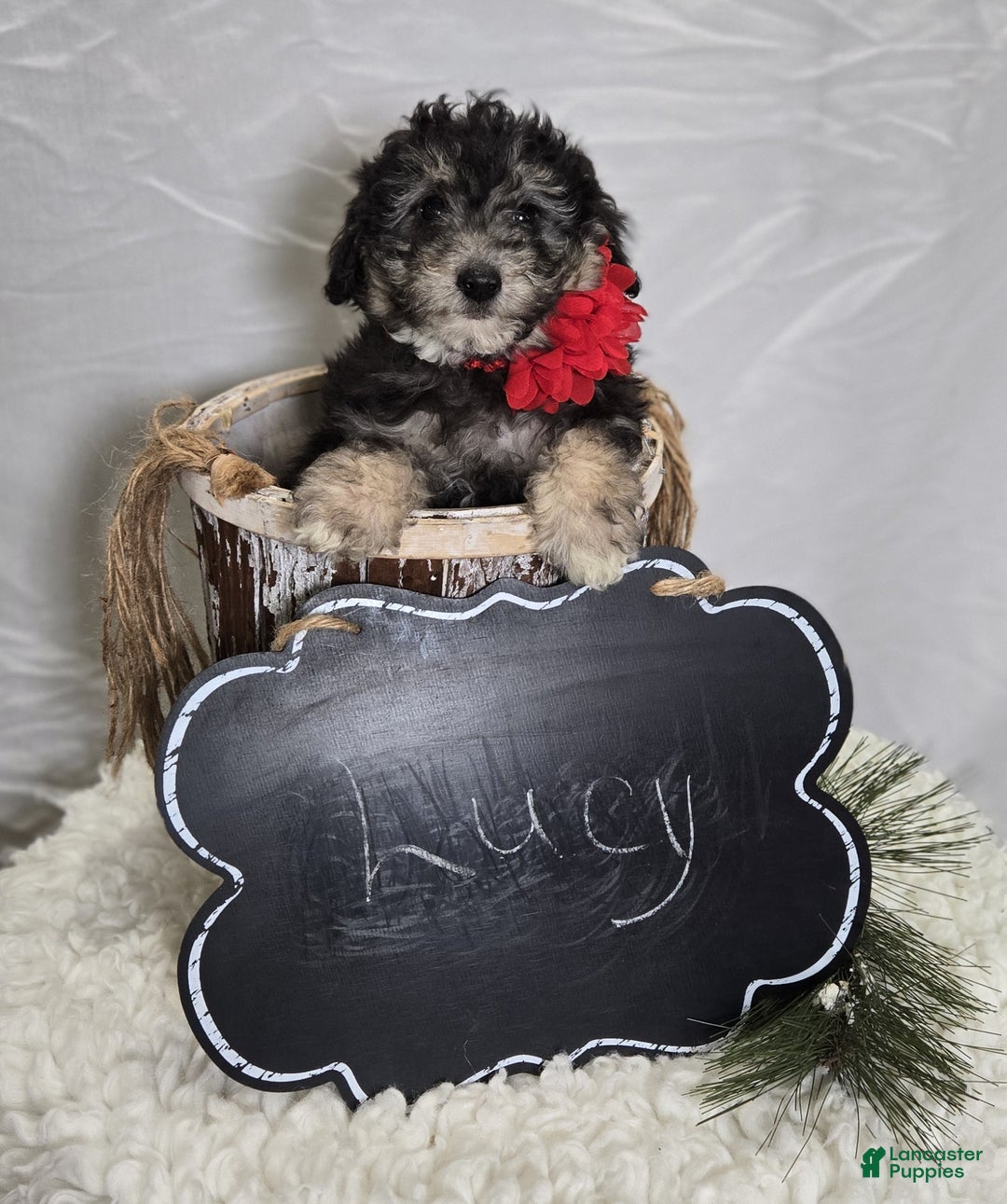 Pomapoo dogs for sale: Lucy - Ad 3
