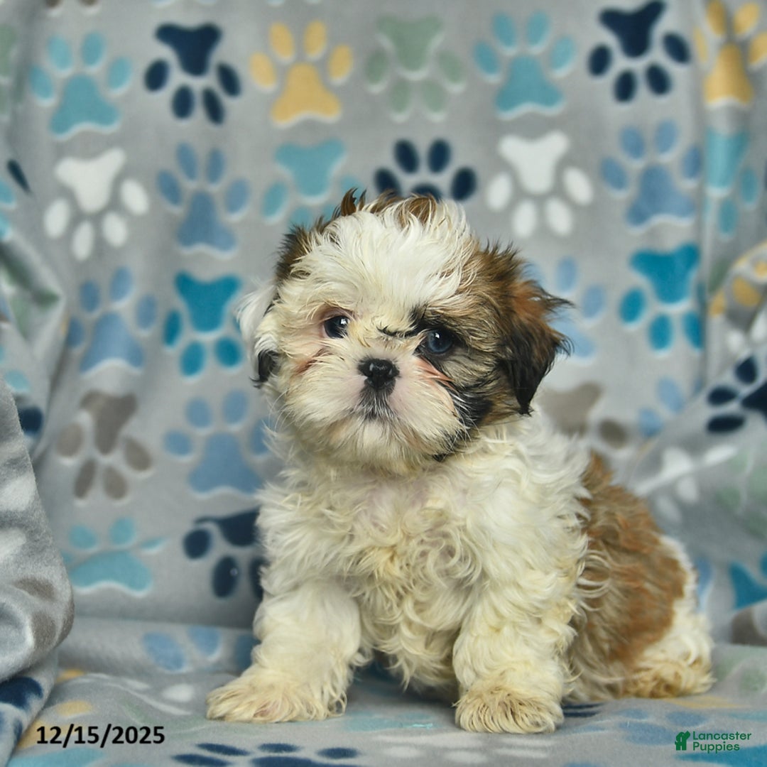 Shih Tzu dogs for sale: Eve  - Ad 2