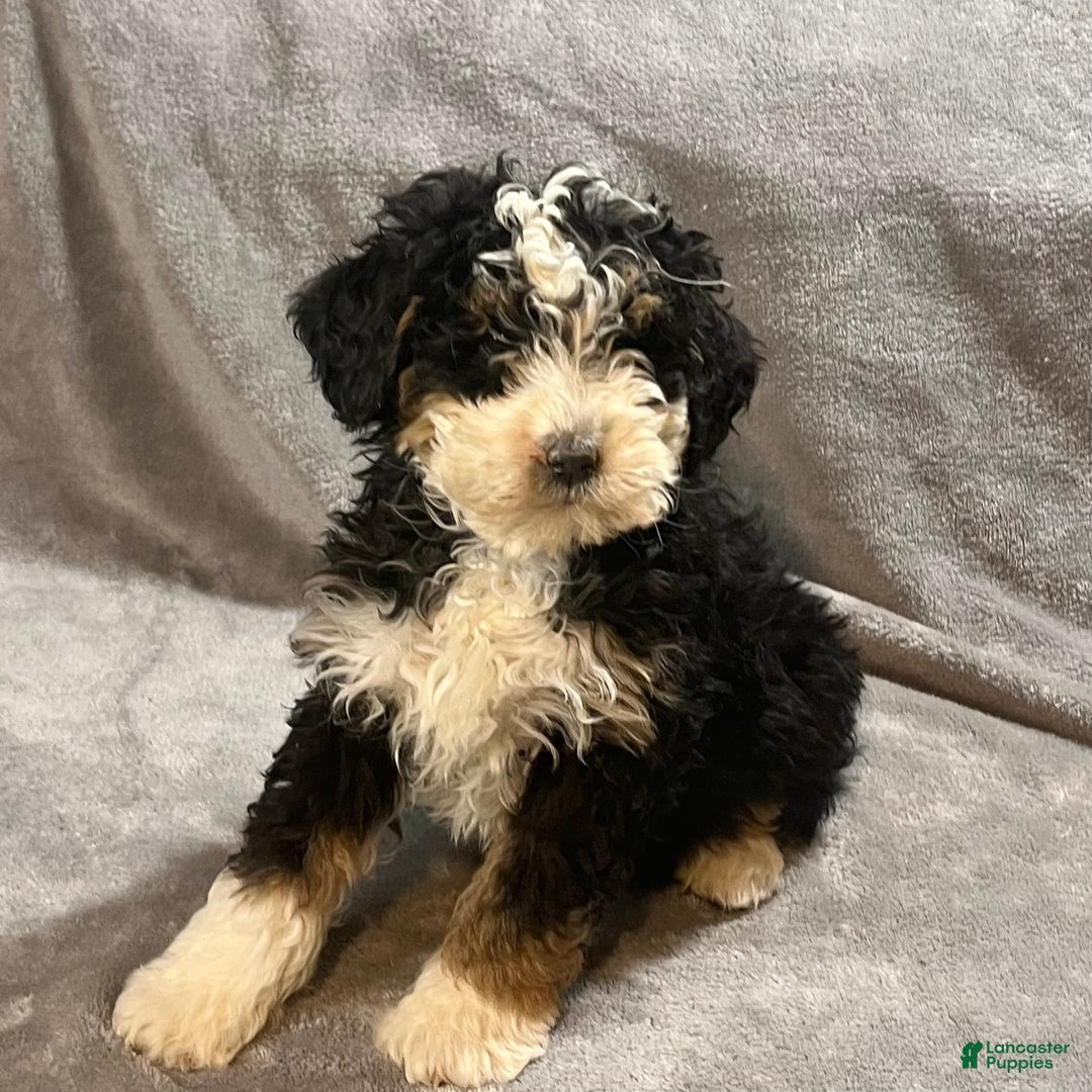 Mini Bernedoodle dogs for sale: Emily - Ad 5