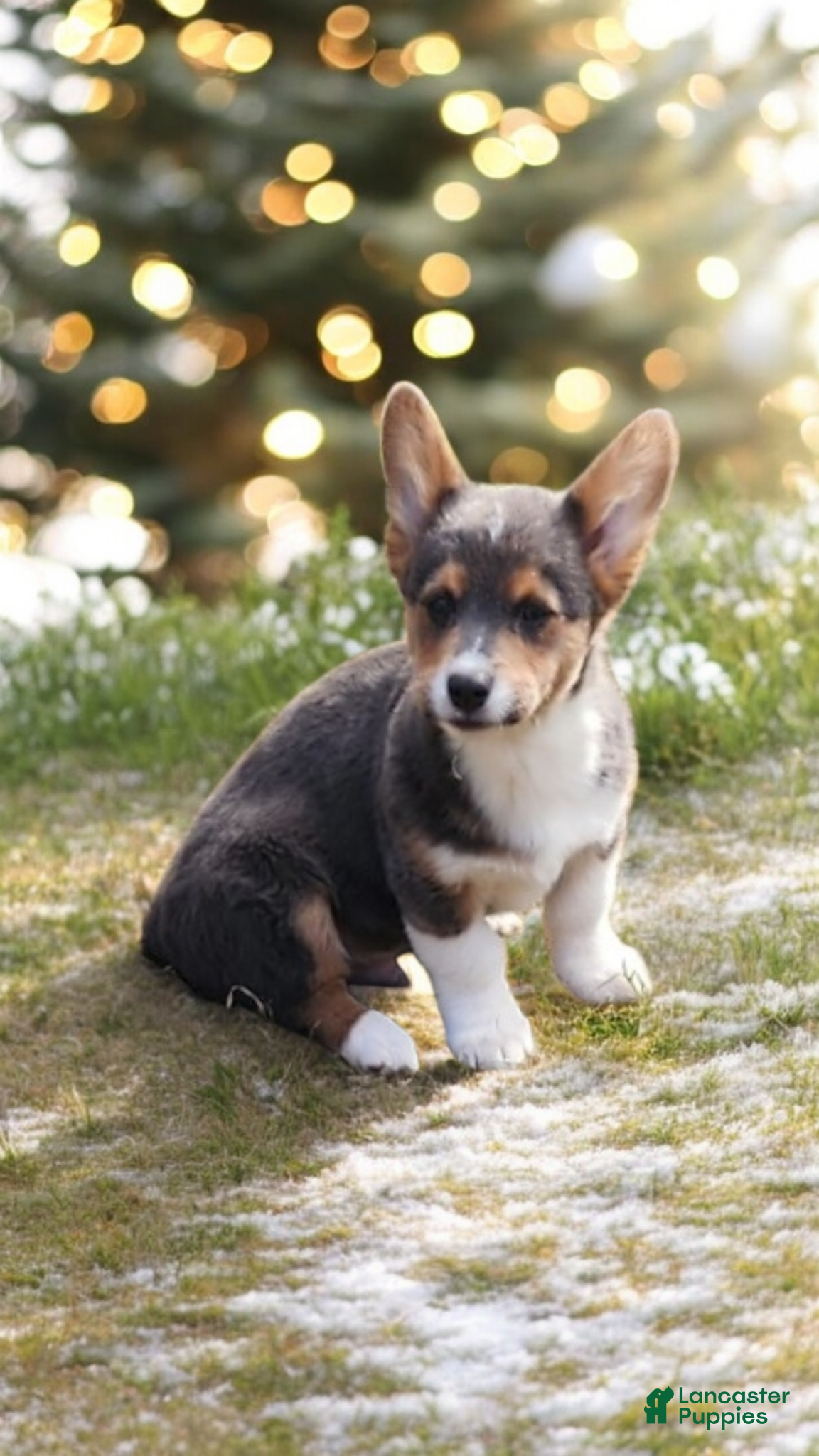 Welsh Corgi Pembroke dogs Abel Bluie - Ad 11