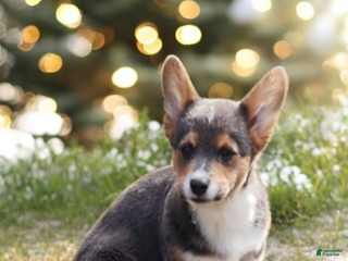 Welsh Corgi Pembroke dogs Abel Bluie - Ad 22