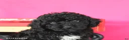 Toy Poodle dogs for sale: Jasmine - Ad 5