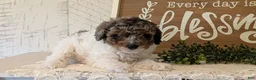 Maltipoo dogs for sale: Duke - Ad 7