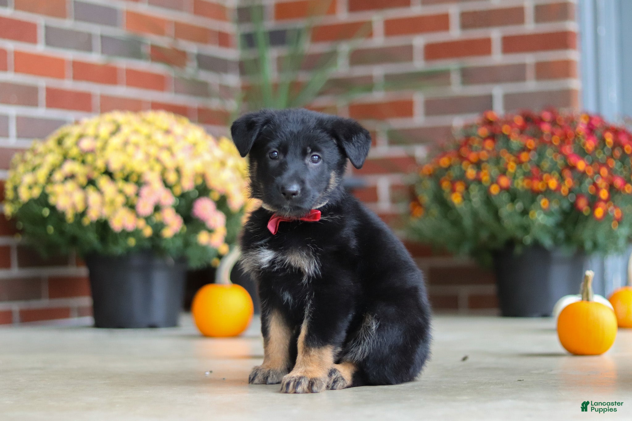 German Shepherd dogs Matthias - Ad 2