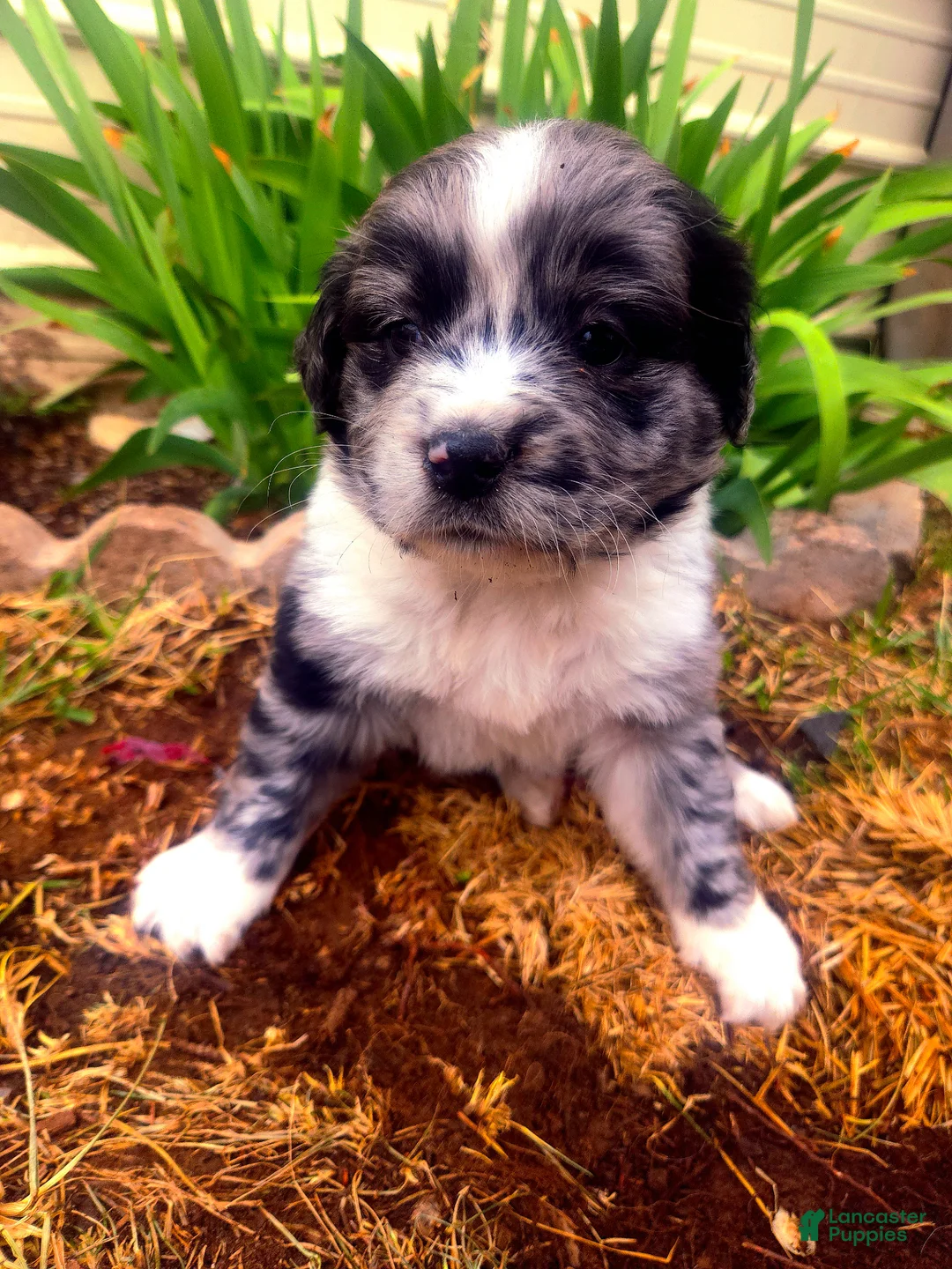 Mixed Breed dogs for sale: Mixed Breed Puppy 3 - Ad 1