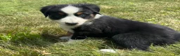 Miniature Australian Shepherd dogs for sale: #1 Black Tri Female - Ad 6