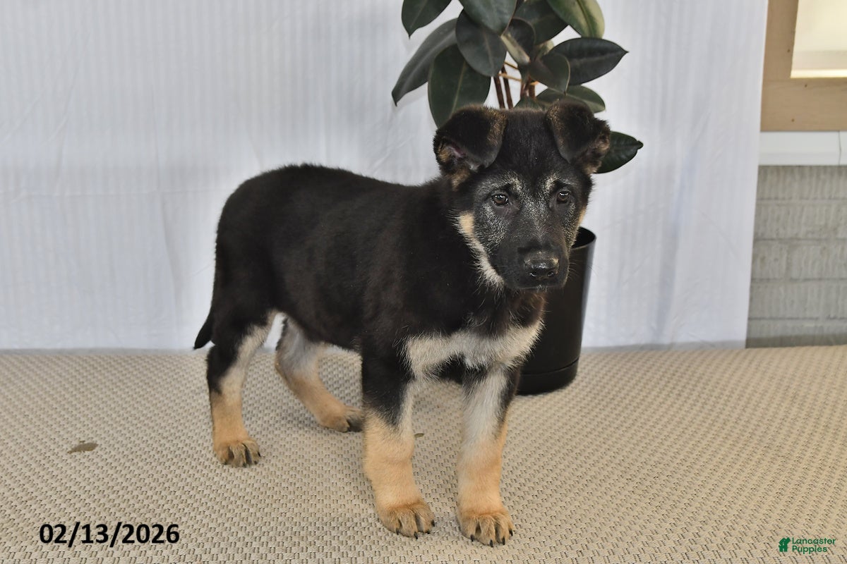 German Shepherd dogs Mocha - Ad 2