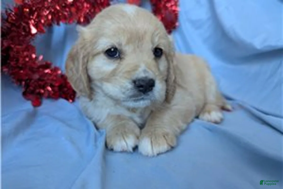 Mixed Breed dogs for sale: Ginger - Ad 1