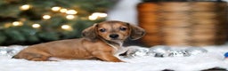 Miniature Dachshund dogs for sale: Crystal - Ad 3