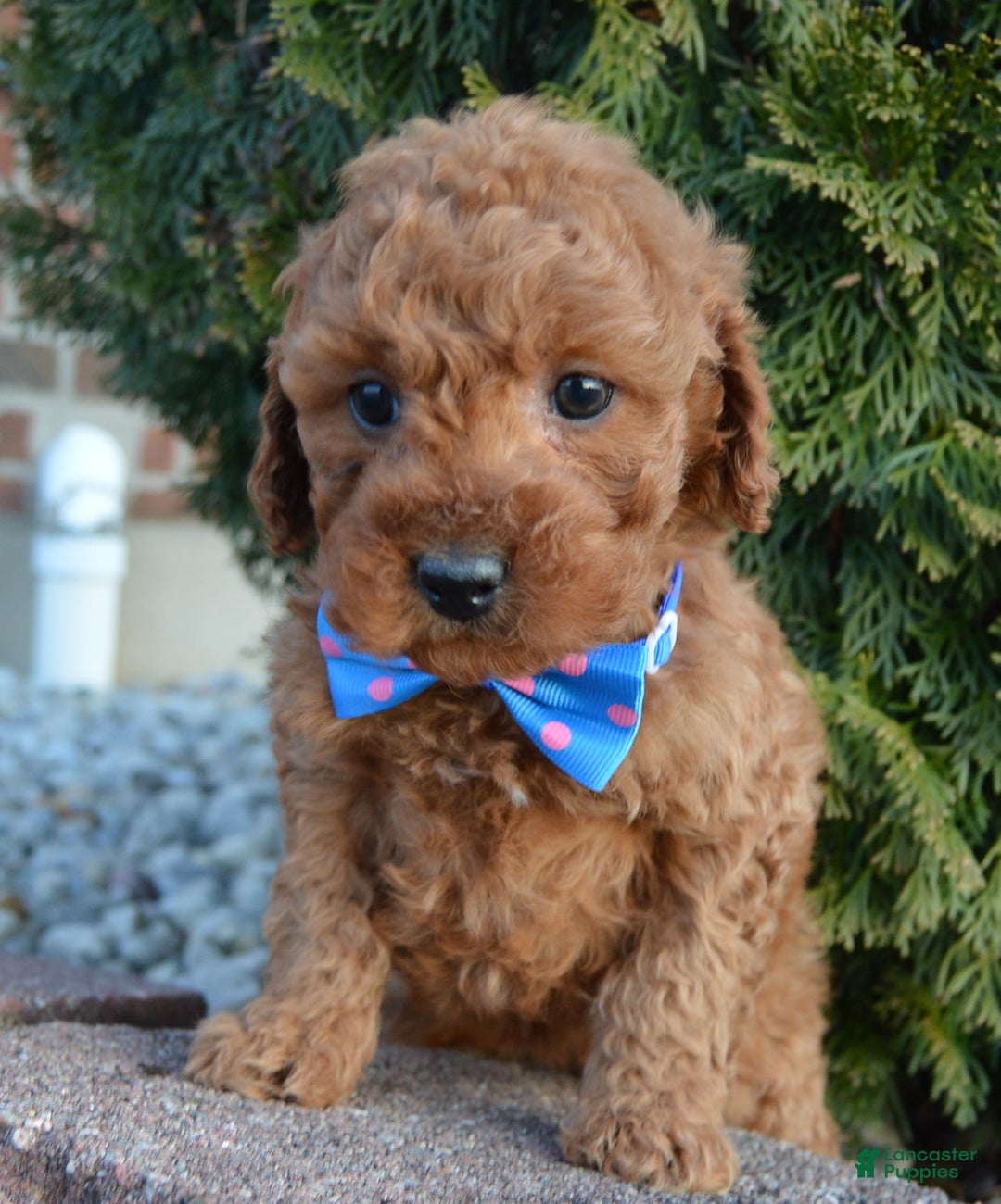 Cockapoo dogs for sale: Callie - Ad 10