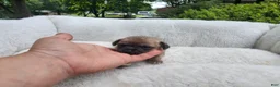 Mixed Breed dogs for sale: Savannah  - Ad 3