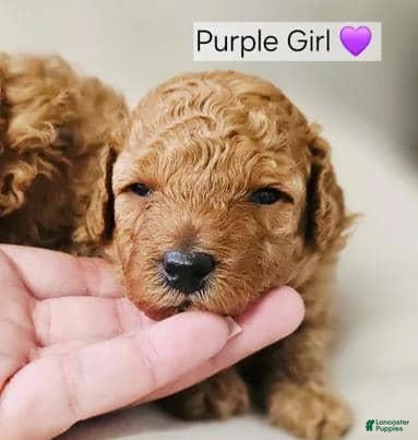 Toy Poodle dogs Toy Poodle 3 - Ad 21