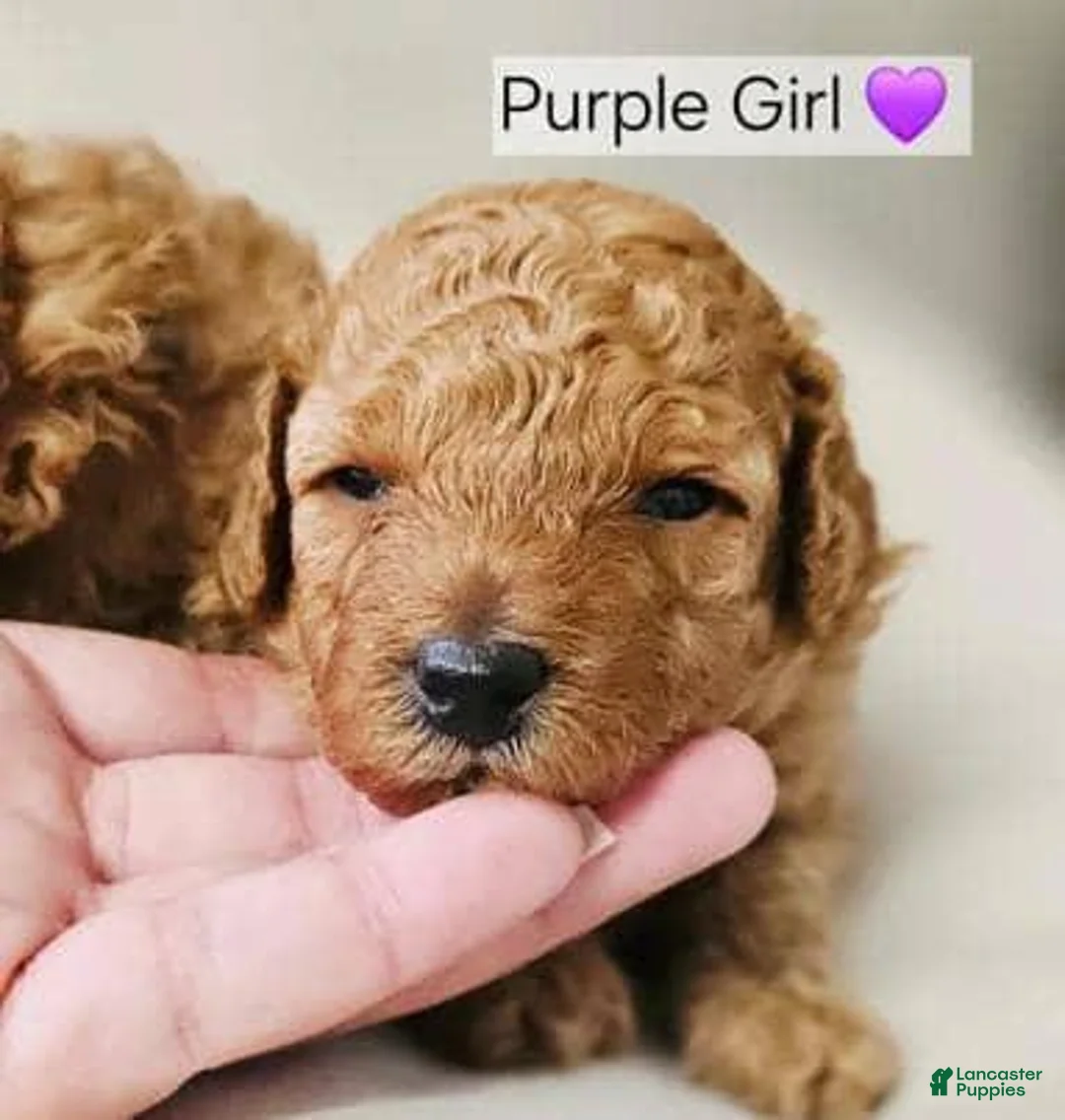 Toy Poodle dogs for sale: Toy Poodle 3 - Ad 1