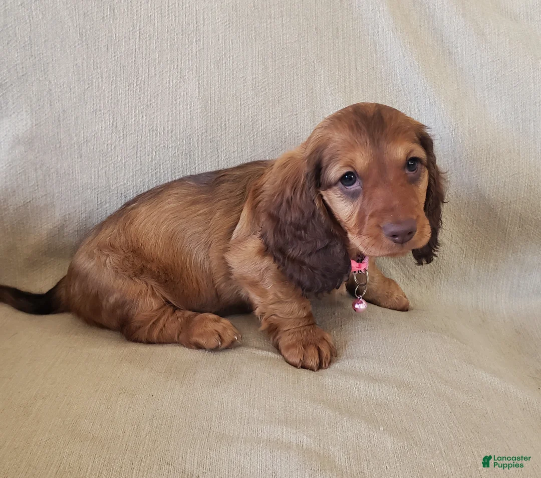 Miniature Dachshund dogs for sale: GRACIE - Ad 2
