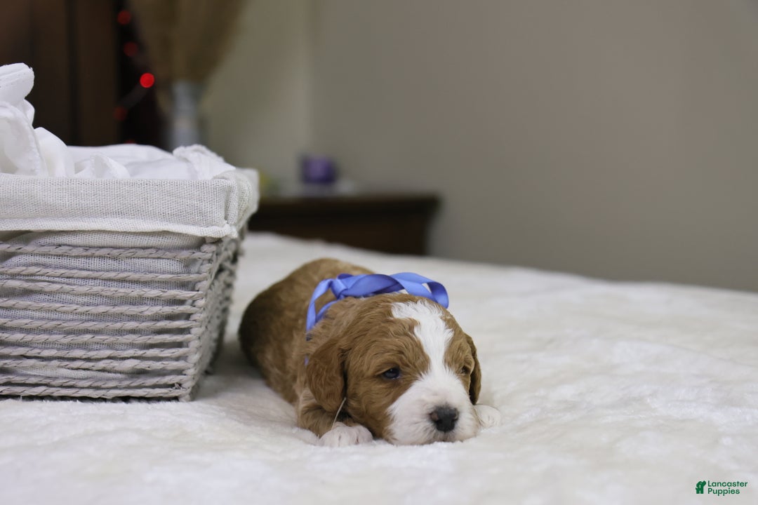 Goldendoodle dogs for sale: Hermey - Ad 1