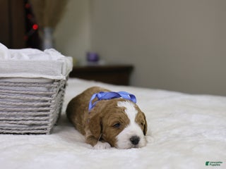 Goldendoodle dogs Hermey - Ad 25